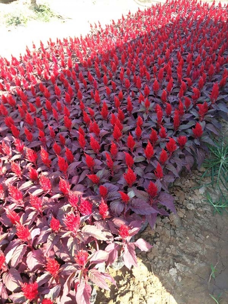 红叶鸡冠花